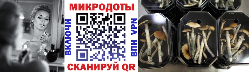 где найти   Обь  Псилоцибиновые грибы прущие грибы 